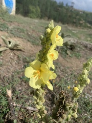 Verbascum densiflorum