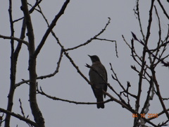Turdus naumanni