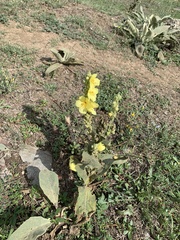 Verbascum densiflorum