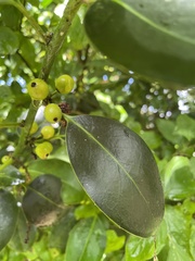 Ilex aquifolium