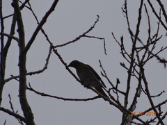 Turdus naumanni