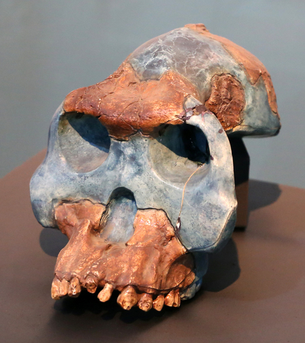 Australopithecus africanus · iNaturalist