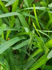 Atractomorpha lata