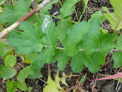 Pastinaca sativa sylvestris