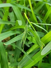 Atractomorpha lata