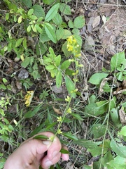 Solidago hispida