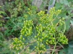 Pastinaca sativa sylvestris