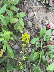 Solidago hispida