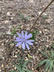 Cichorium intybus