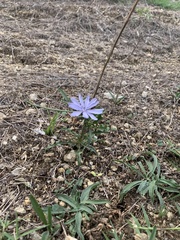 Cichorium intybus