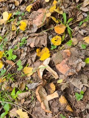 Tricholoma