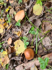 Tricholoma