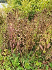 Centaurea phrygia phrygia