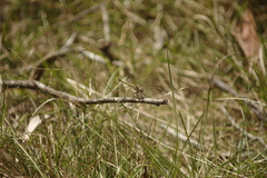 Orthetrum caledonicum