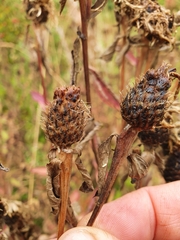 Centaurea phrygia phrygia