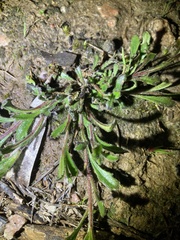 Scaevola albida