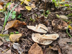 Tricholoma