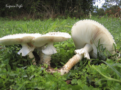 Saproamanita vittadinii
