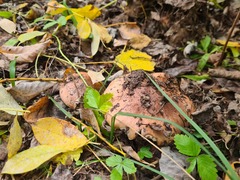 Tricholoma
