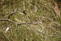 Orthetrum caledonicum