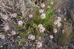 Brachyscome ciliaris