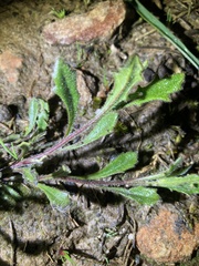 Scaevola albida