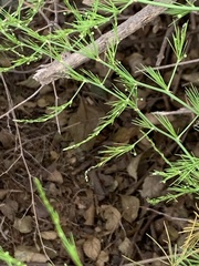 Asparagus