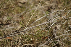 Orthetrum caledonicum