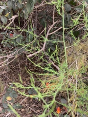 Asparagus
