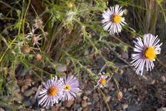 Brachyscome ciliaris