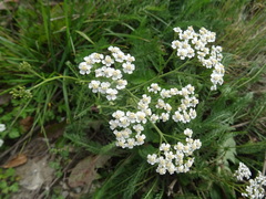 Achillea millefolium