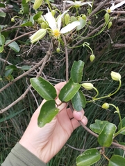 Clematis paniculata