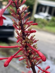 Mischocyttarus mexicanus cubicola