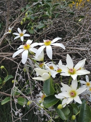 Clematis paniculata