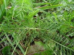 Achillea millefolium