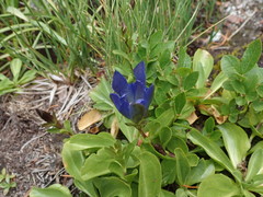Gentiana newberryi newberryi