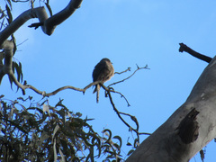 Cacomantis flabelliformis