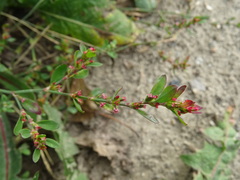 Polygonum aviculare