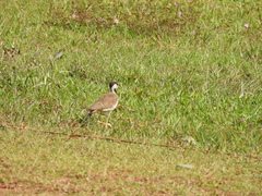 Vanellus indicus