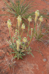 Ptilotus polystachyus