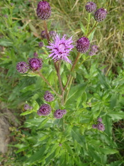 Cirsium arvense integrifolium