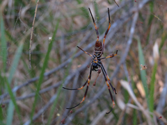 Trichonephila plumipes