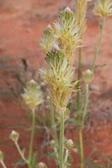 Ptilotus polystachyus