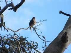 Cacomantis flabelliformis