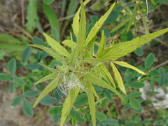 Cannabis sativa spontanea