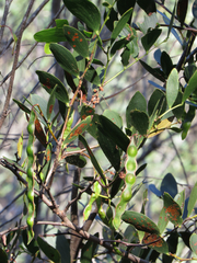 Acacia complanata