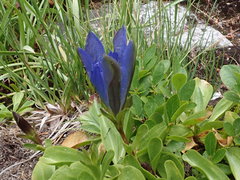 Gentiana newberryi newberryi