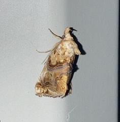 Plusiodonta compressipalpis