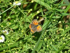Lycaena phlaeas hypophlaeas