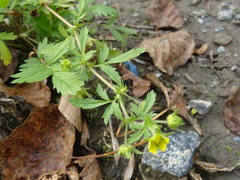 Potentilla paradoxa